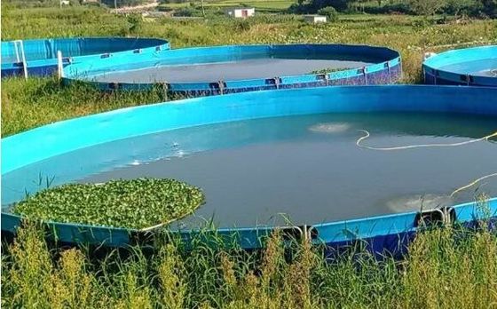 50000L নমনীয় ভাঁজযোগ্য 0.9 মিমি পিভিসি টারপোলিন ফিশ ট্যাঙ্ক আউটডোর ফিশ পুকুর ডাই ফিশ পুকুর