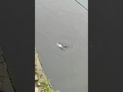 ফিশিং টোপ পুরো সাঁতার স্তর নকল টোপ সমুদ্র এবং তাজা জল