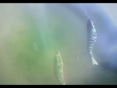 3D চোখ BGO প্লাস্টিকের মাছ ধরার মাছি ডুবে আটটি মাল্টি-জয়েন্টযুক্ত মাছ ধরার মাছি