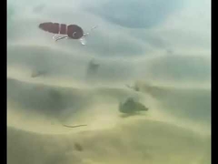 ব্লাড ওয়ার্ম ল্যাকস ফুল সাঁতার স্তর মিনো মাল্টি-জয়েন্টড ফিশিং ল্যাক