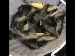 পিভিসি ত্রিপল মাছের পুকুর গ্যালভানাইজড শীট মাছ চাষের ট্যাঙ্ক